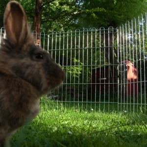 Rabbit Cage Ruby with Rabbit