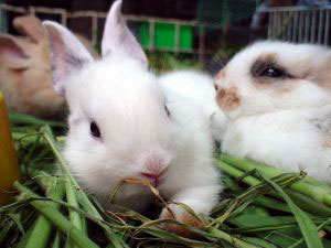 Pet Rabbits