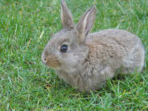 Indoor Rabbit Litter Training